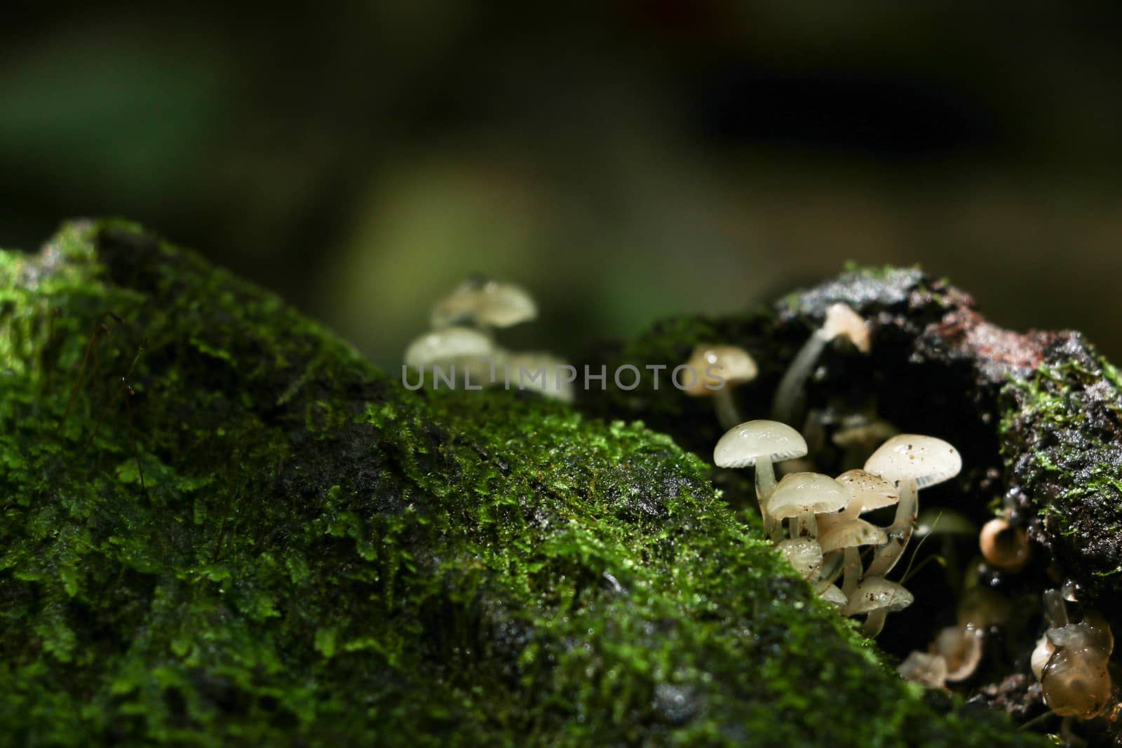 green moss background in forest , have many species flora and mushroom growth in tree