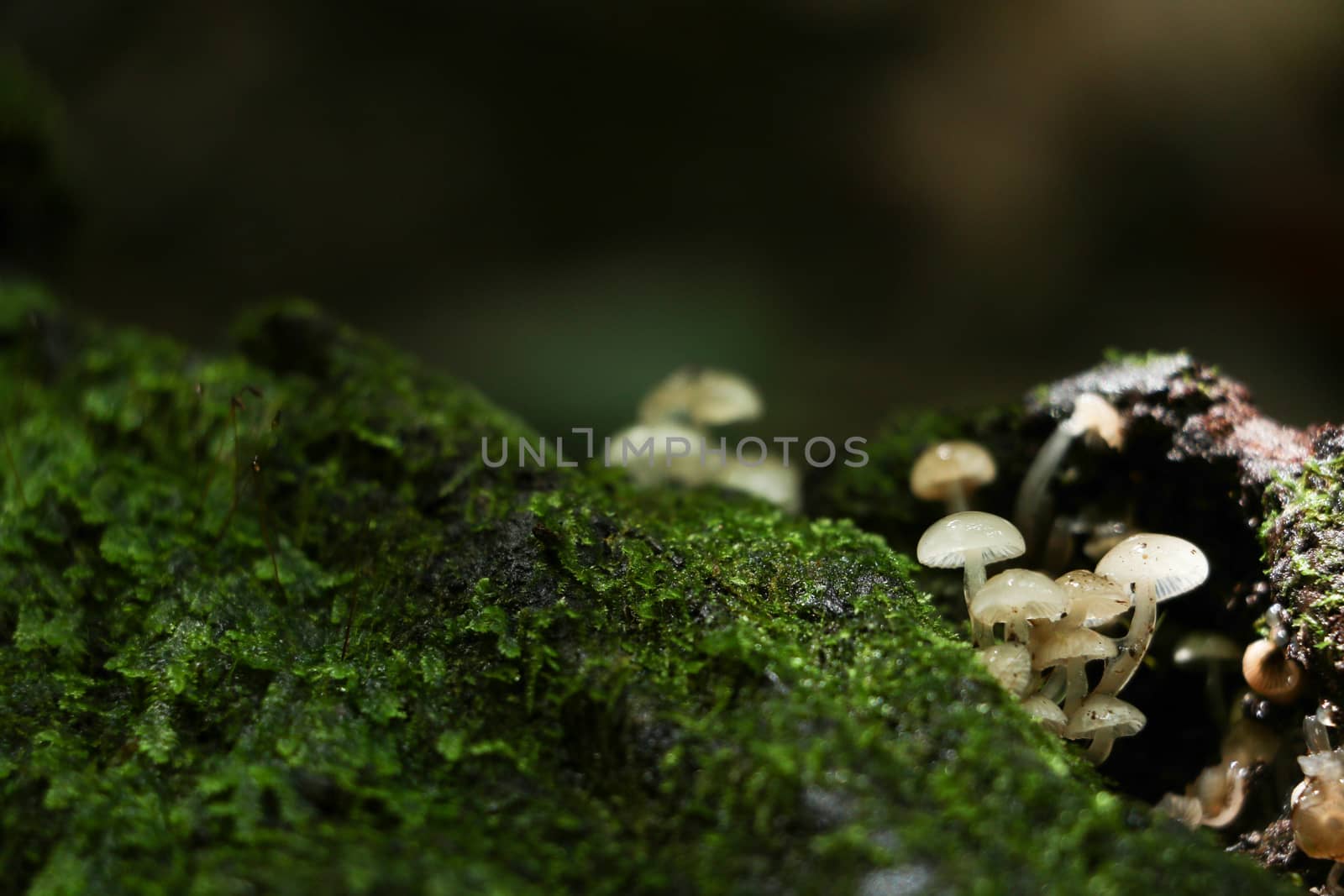 green moss background in forest , have many species flora and mushroom growth in tree