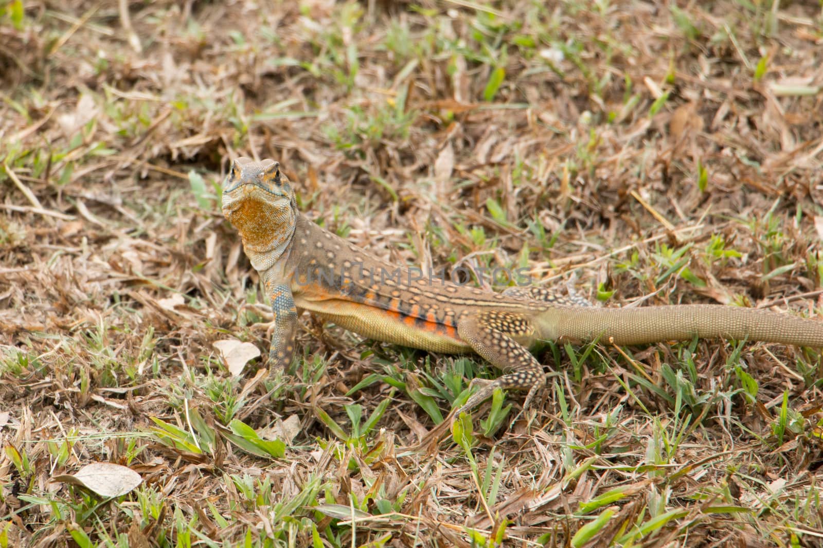 butterfly lizards group of agamid lizards of which very little is known. They are native to  Thailand
