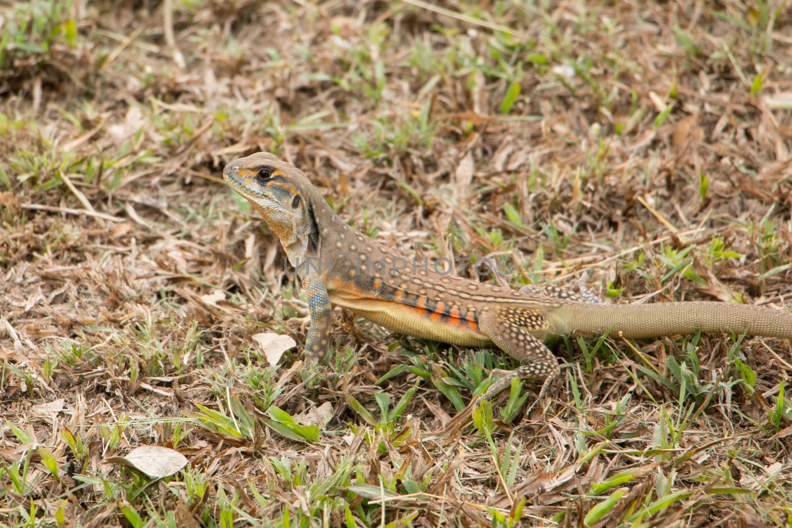 butterfly lizards group of agamid lizards of which very little is known. They are native to  Thailand
