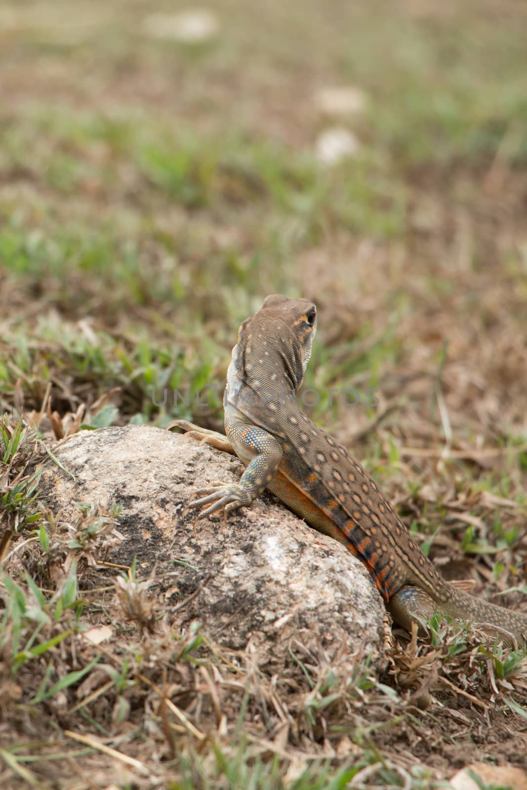 butterfly lizards group of agamid lizards of which very little is known. They are native to  Thailand