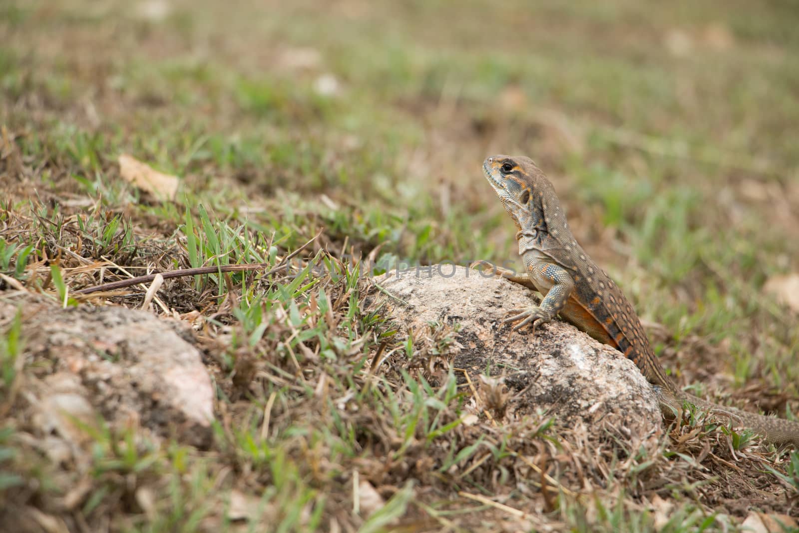butterfly lizards group of agamid lizards of which very little is known. They are native to  Thailand