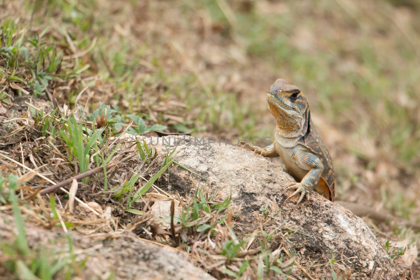 butterfly lizards group of agamid lizards of which very little is known. They are native to  Thailand