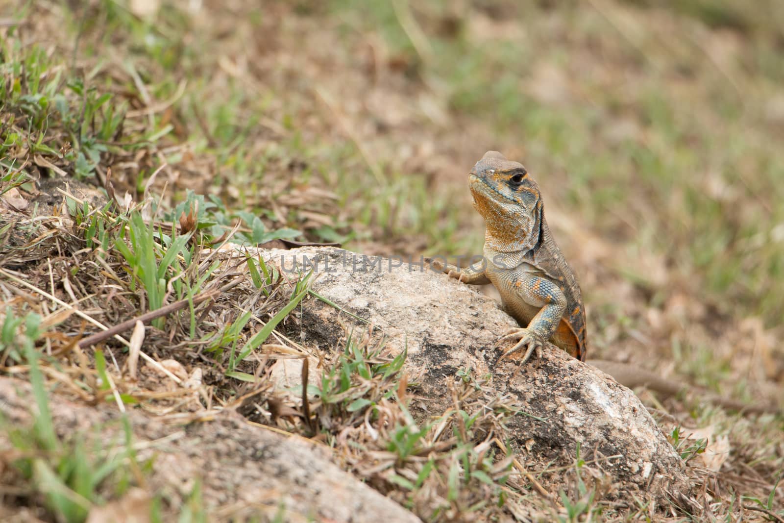 butterfly lizards group of agamid lizards of which very little is known. They are native to  Thailand