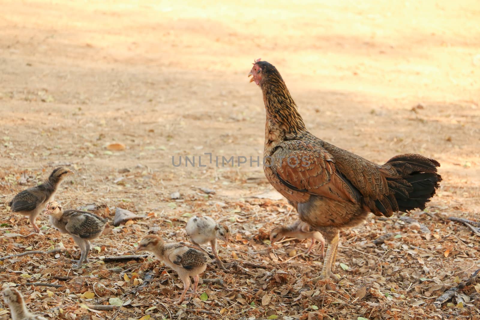 red chicks and hen walking for food on the ground