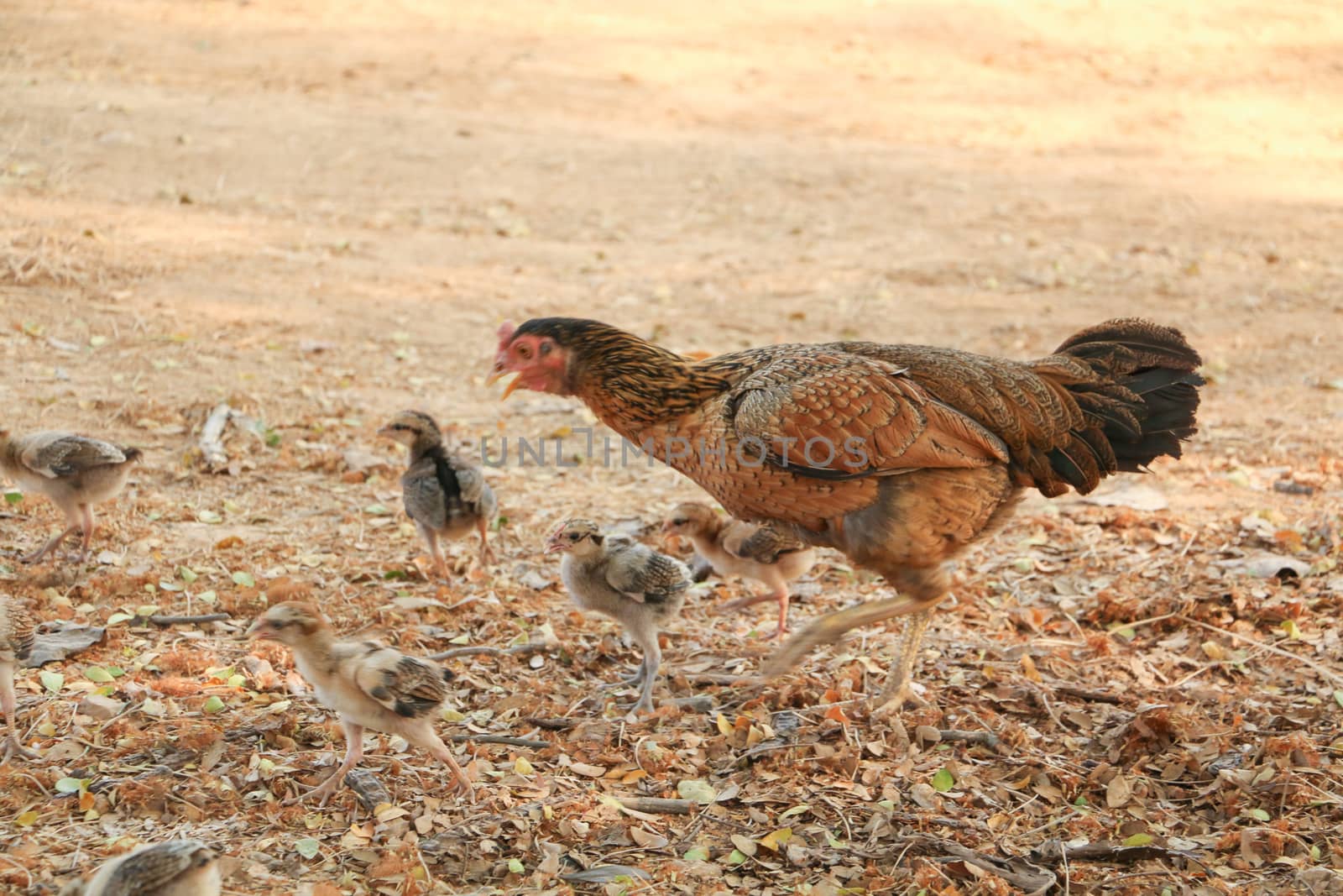 red chicks and hen walking for food on the ground