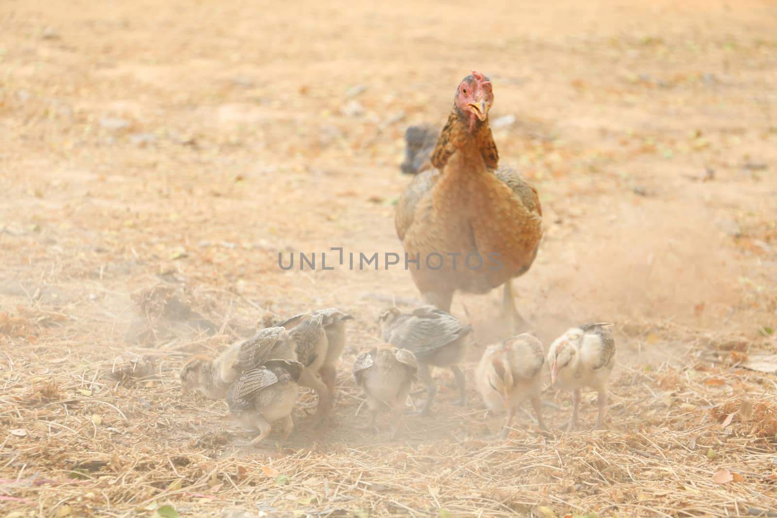 red chicks and hen walking for food on the ground