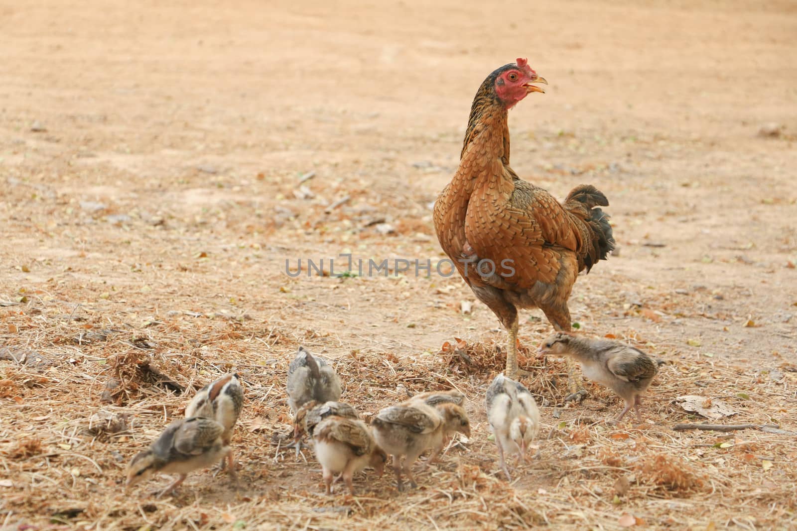 red chicks and hen walking for food on the ground