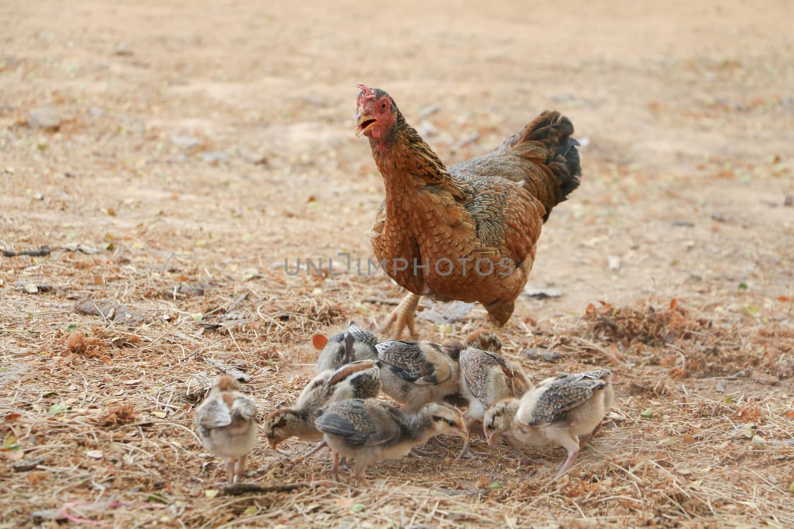 red chicks and hen walking for food on the ground