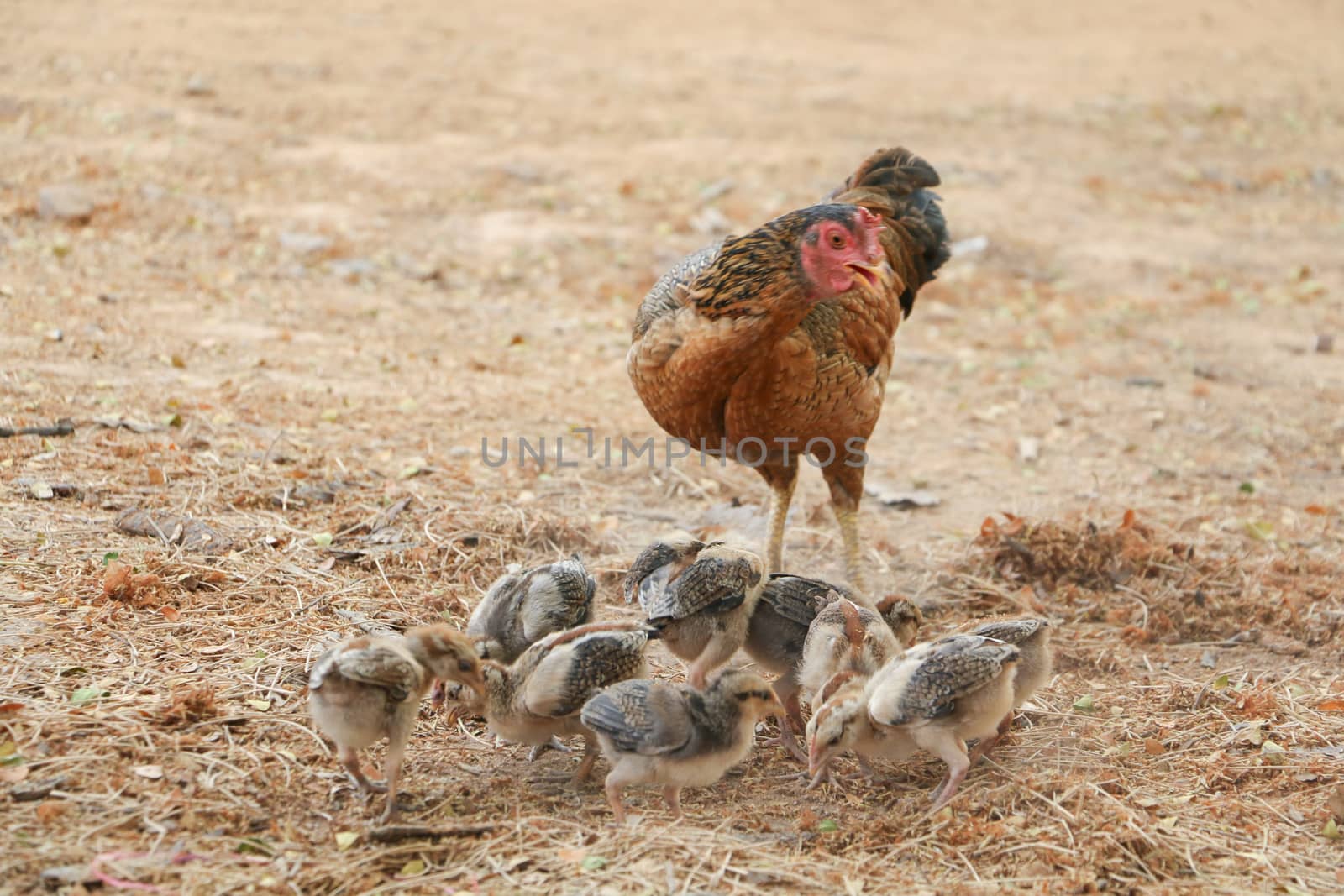 red chicks and hen walking for food on the ground