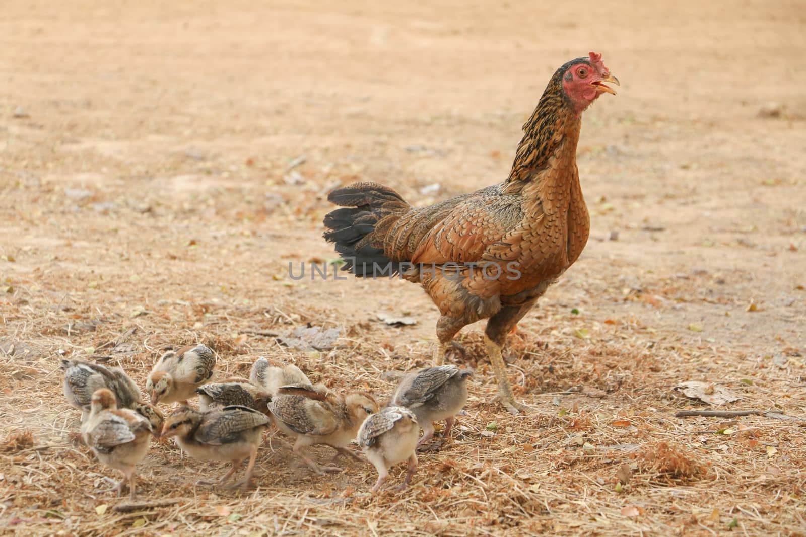 red chicks and hen walking for food on the ground