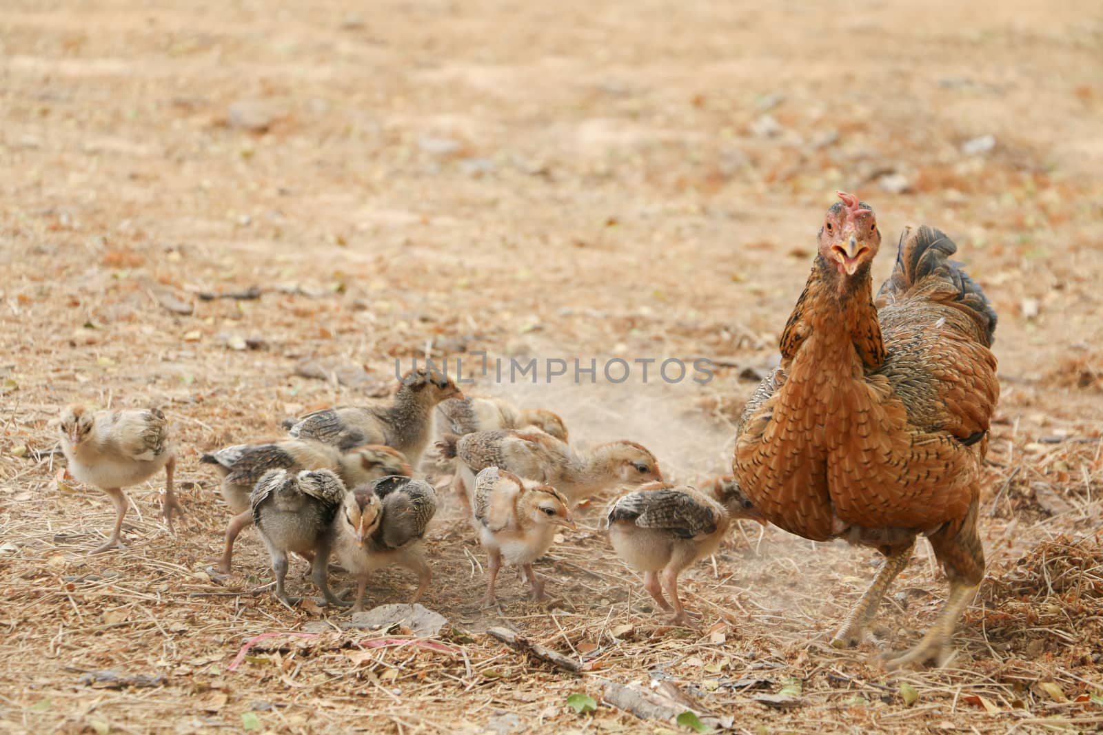 red chicks and hen walking for food on the ground
