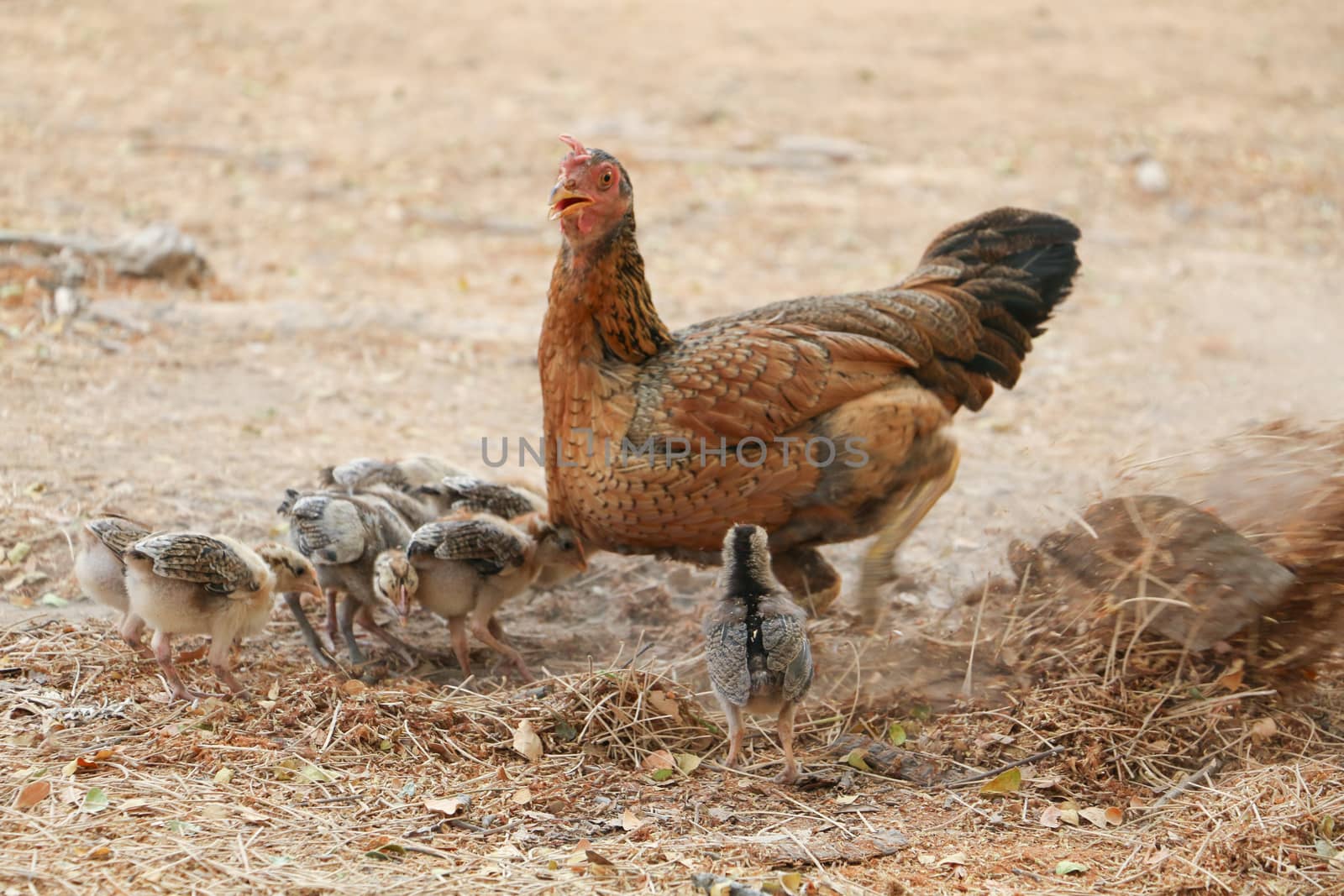 red chicks and hen walking for food on the ground