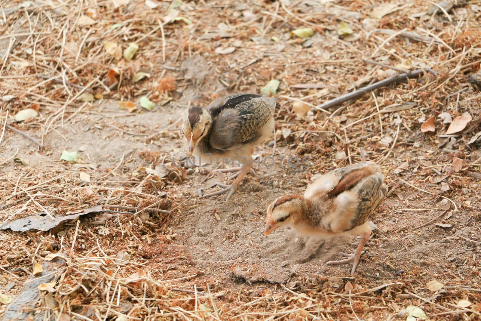 red chicks and hen walking for food on the ground