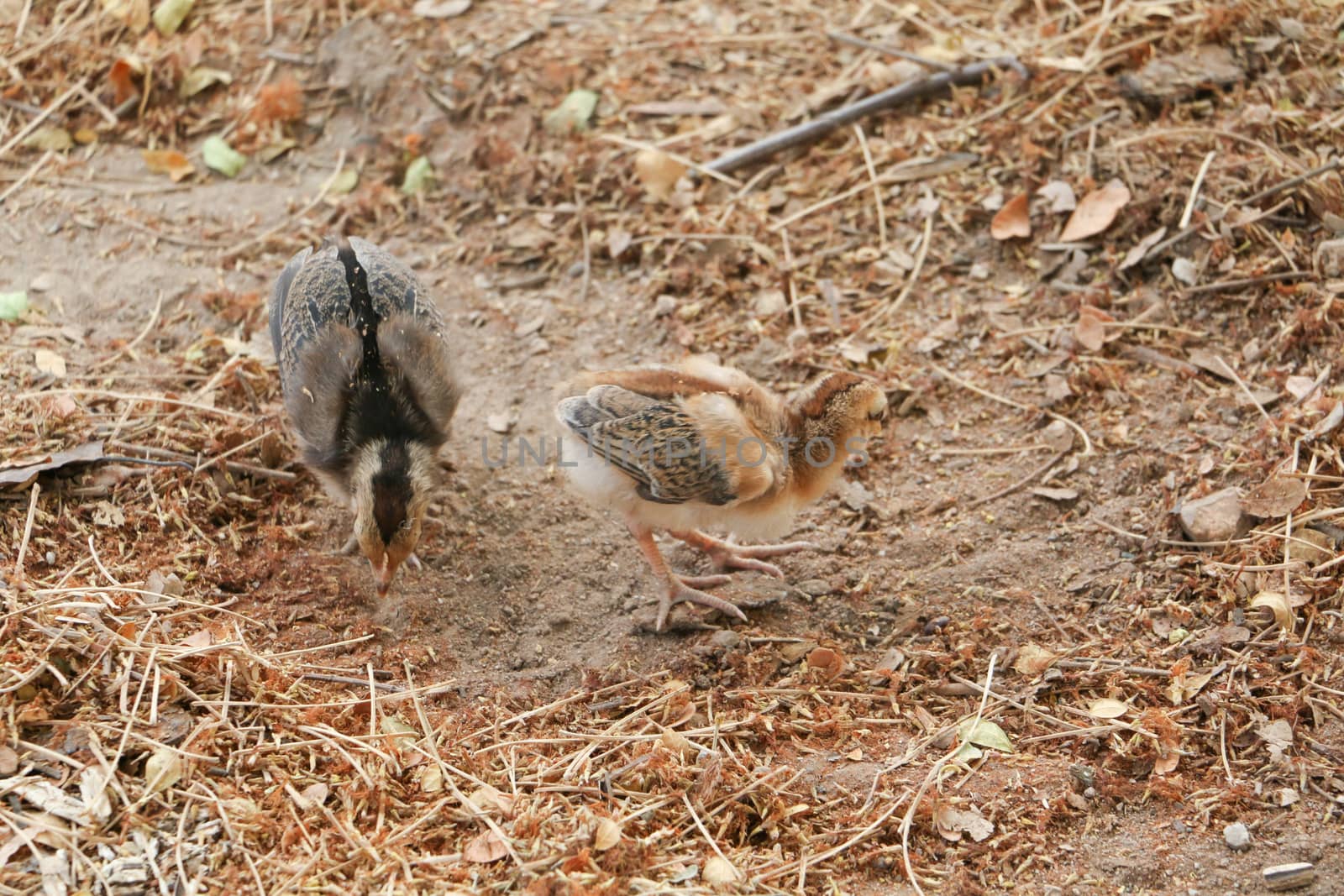 red chicks and hen walking for food on the ground