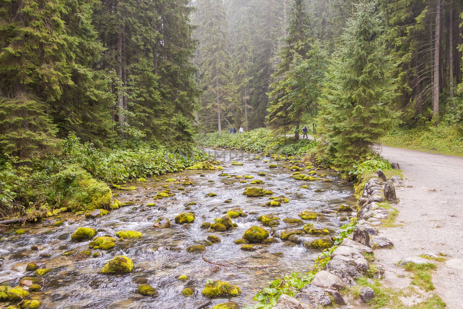 Rapid mountain brook in Koscieliska Valley - Tatras Mountains, Polish National Park.