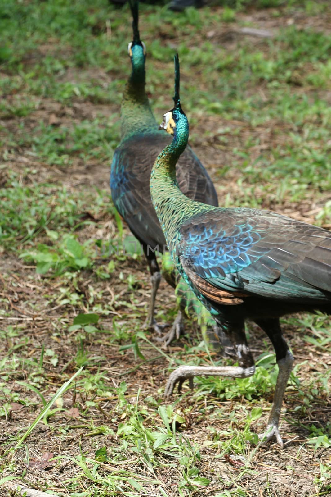 Green peafowl are large birds, amongst the largest living galliforms in terms of overall size