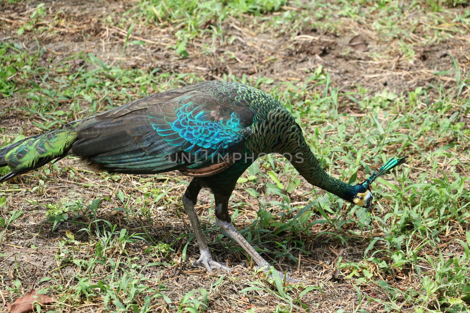 Green peafowl are large birds, amongst the largest living galliforms in terms of overall size