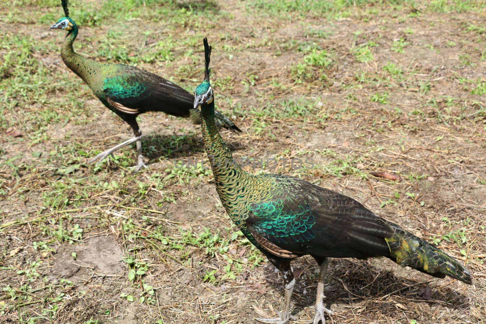Green peafowl are large birds, amongst the largest living galliforms in terms of overall size