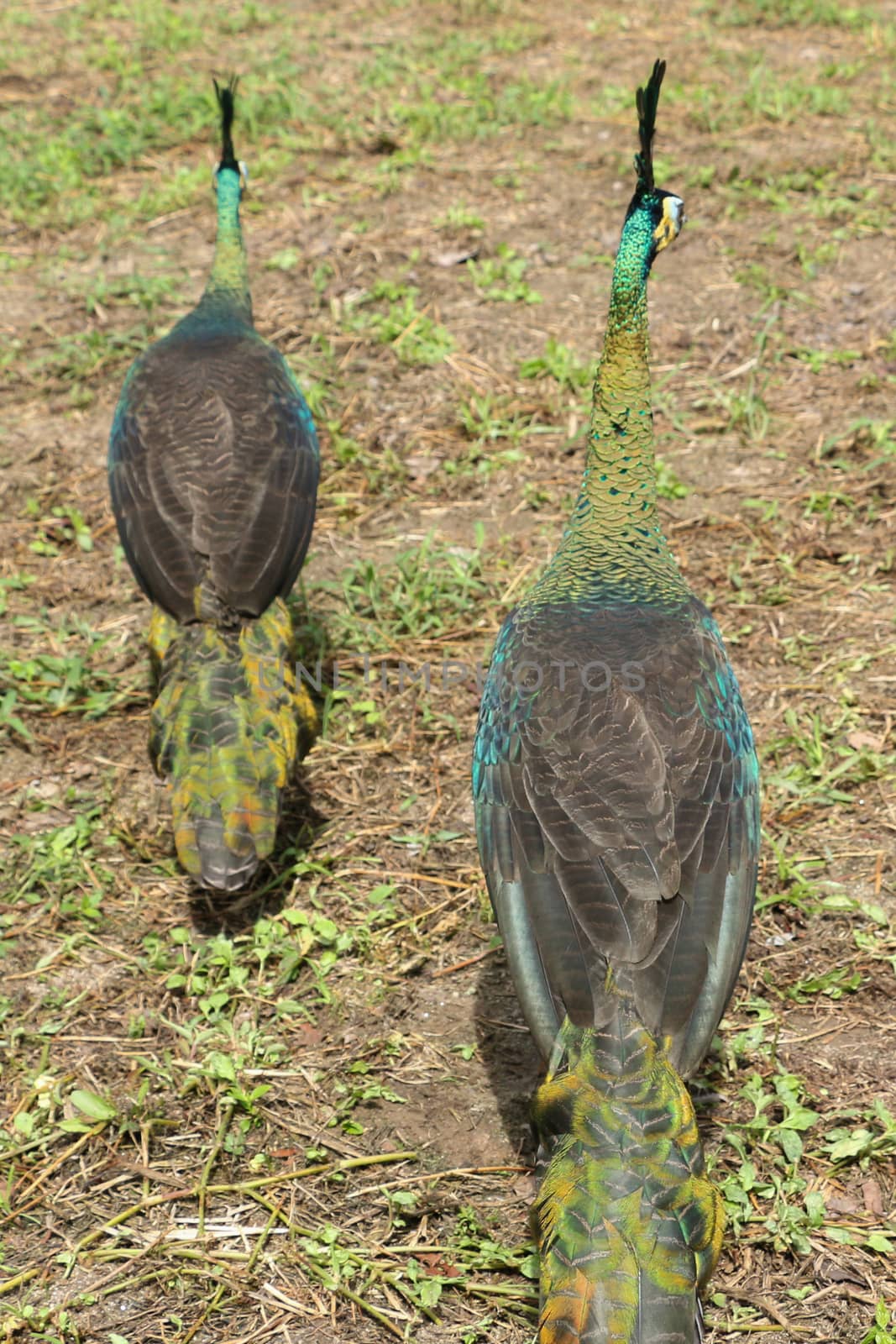 Green peafowl are large birds, amongst the largest living galliforms in terms of overall size