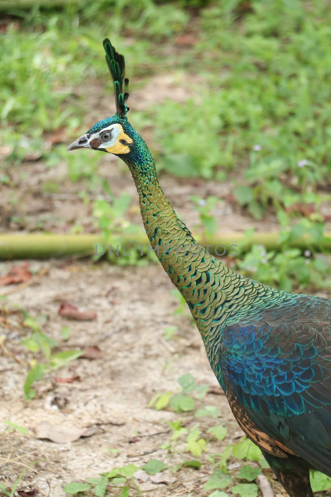 Green peafowl are large birds, amongst the largest living galliforms in terms of overall size