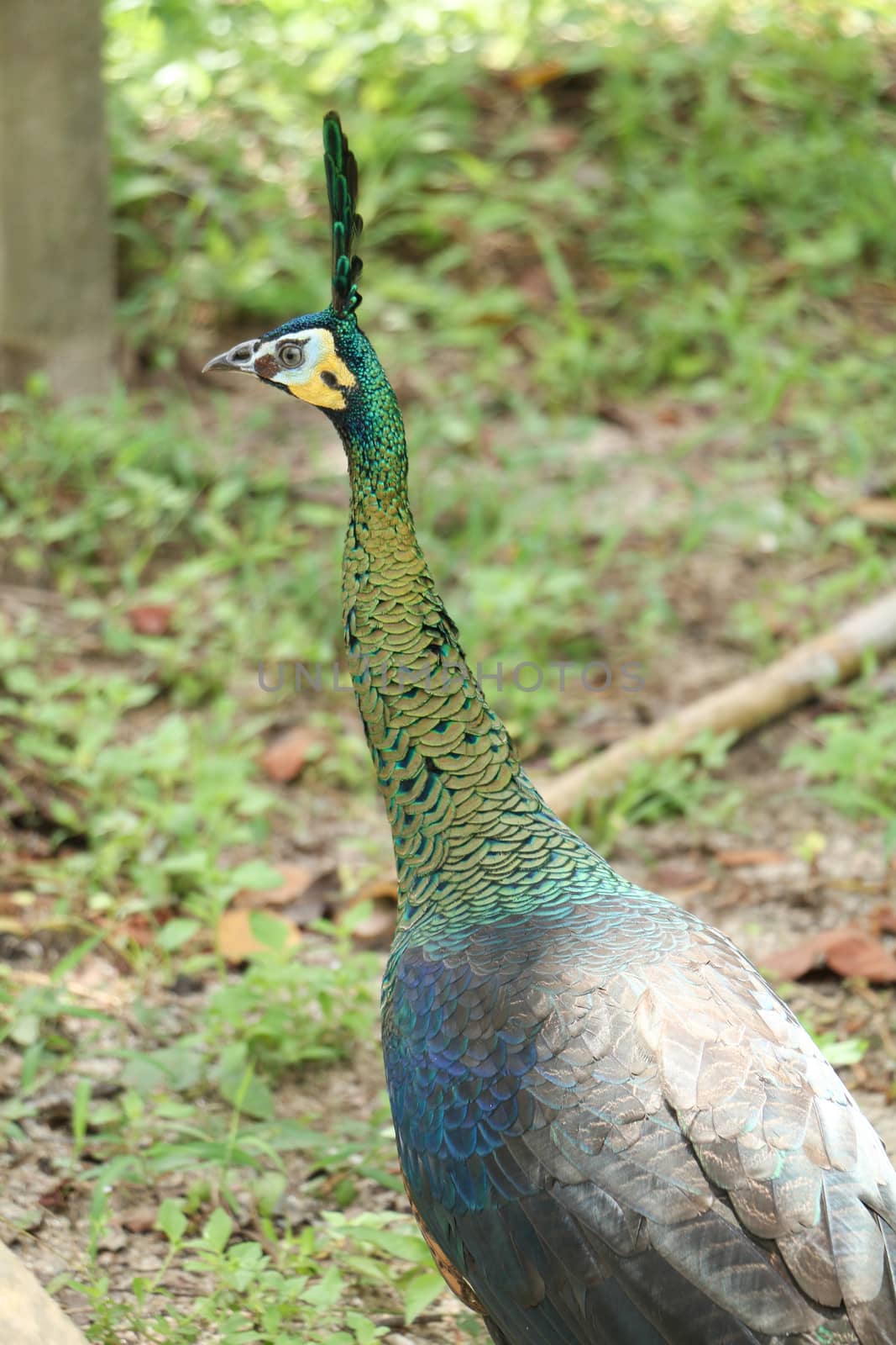 Green peafowl are large birds, amongst the largest living galliforms in terms of overall size