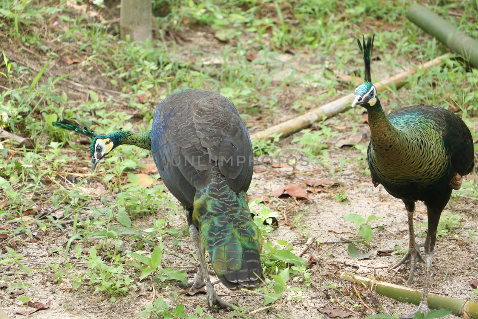 Green peafowl are large birds, amongst the largest living galliforms in terms of overall size