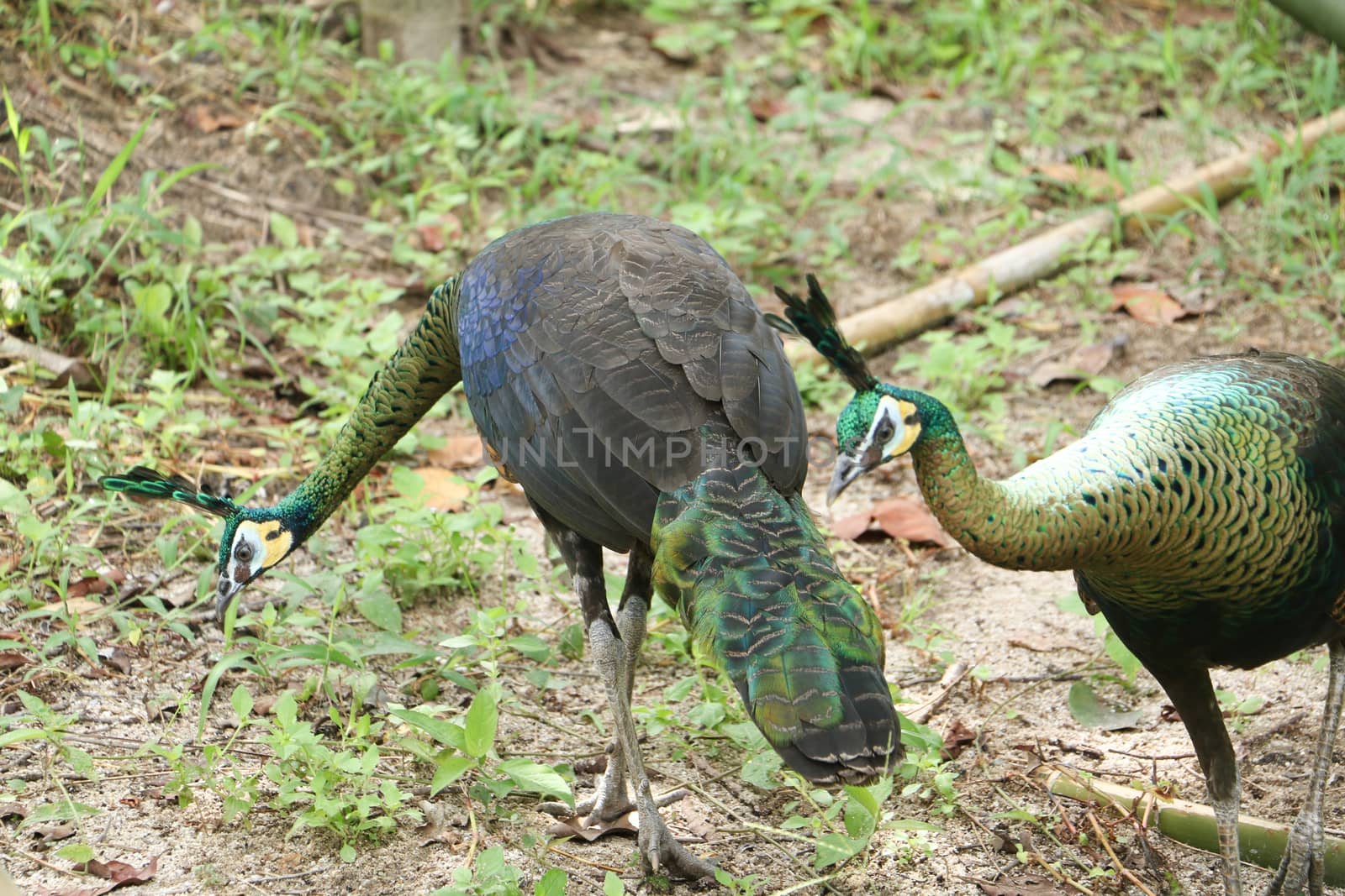 Green peafowl are large birds, amongst the largest living galliforms in terms of overall size