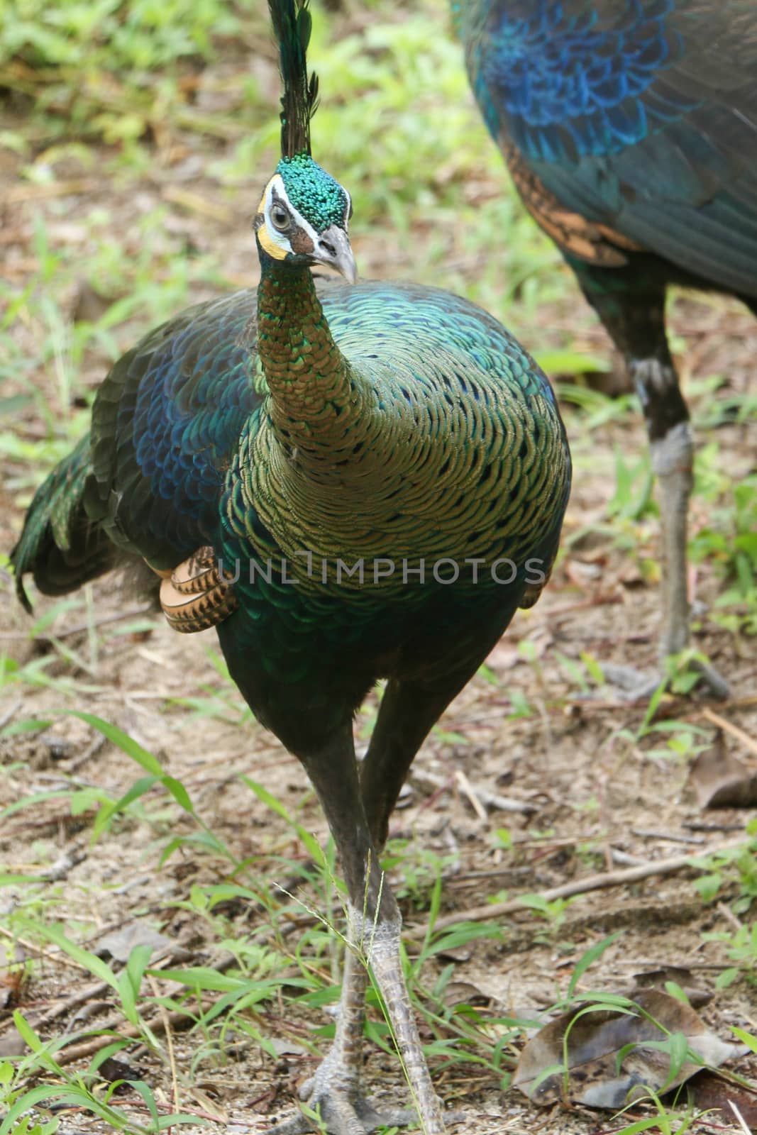 Green peafowl are large birds, amongst the largest living galliforms in terms of overall size
