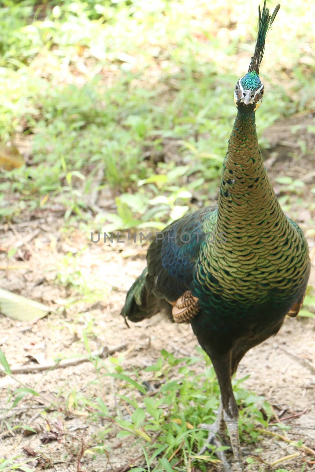 Green peafowl are large birds, amongst the largest living galliforms in terms of overall size