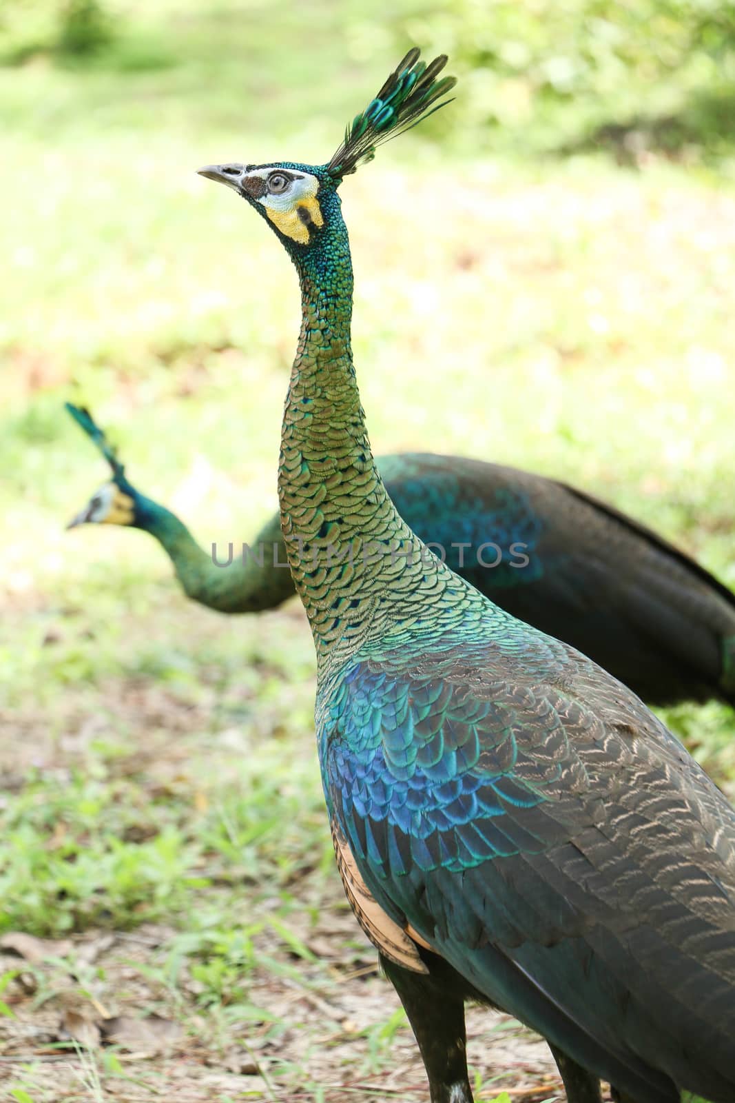 Green peafowl are large birds, amongst the largest living galliforms in terms of overall size