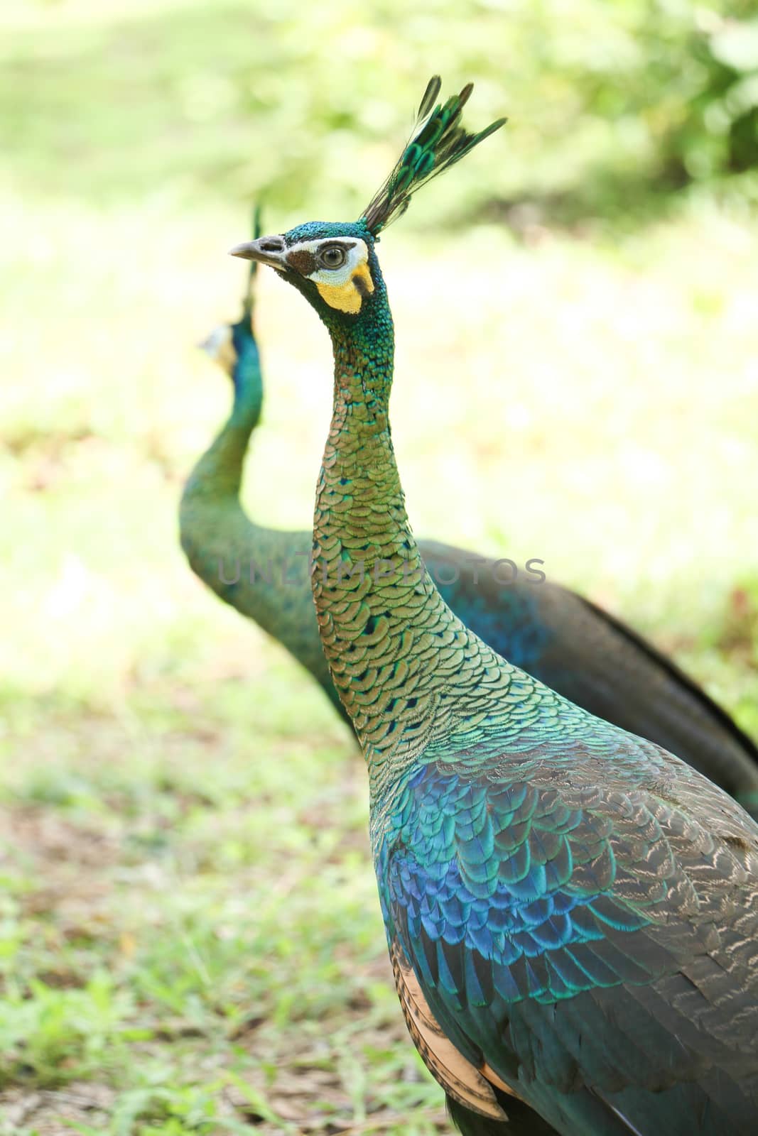 Green peafowl are large birds, amongst the largest living galliforms in terms of overall size