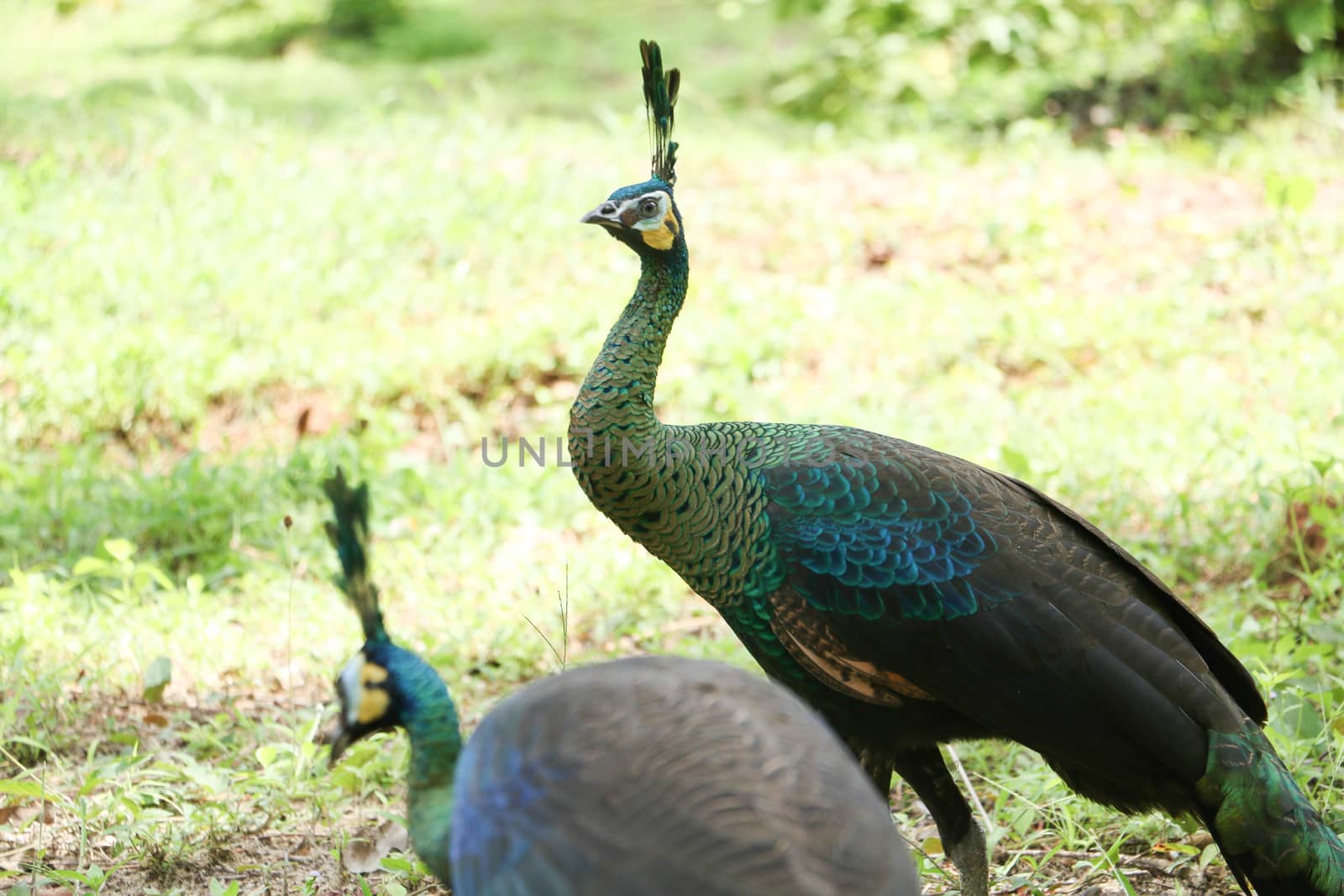 Green peafowl are large birds, amongst the largest living galliforms in terms of overall size