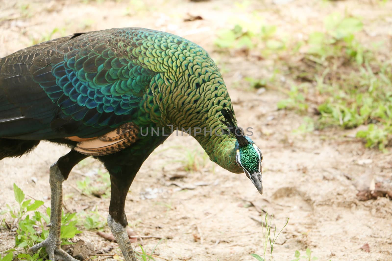 Green peafowl are large birds, amongst the largest living galliforms in terms of overall size