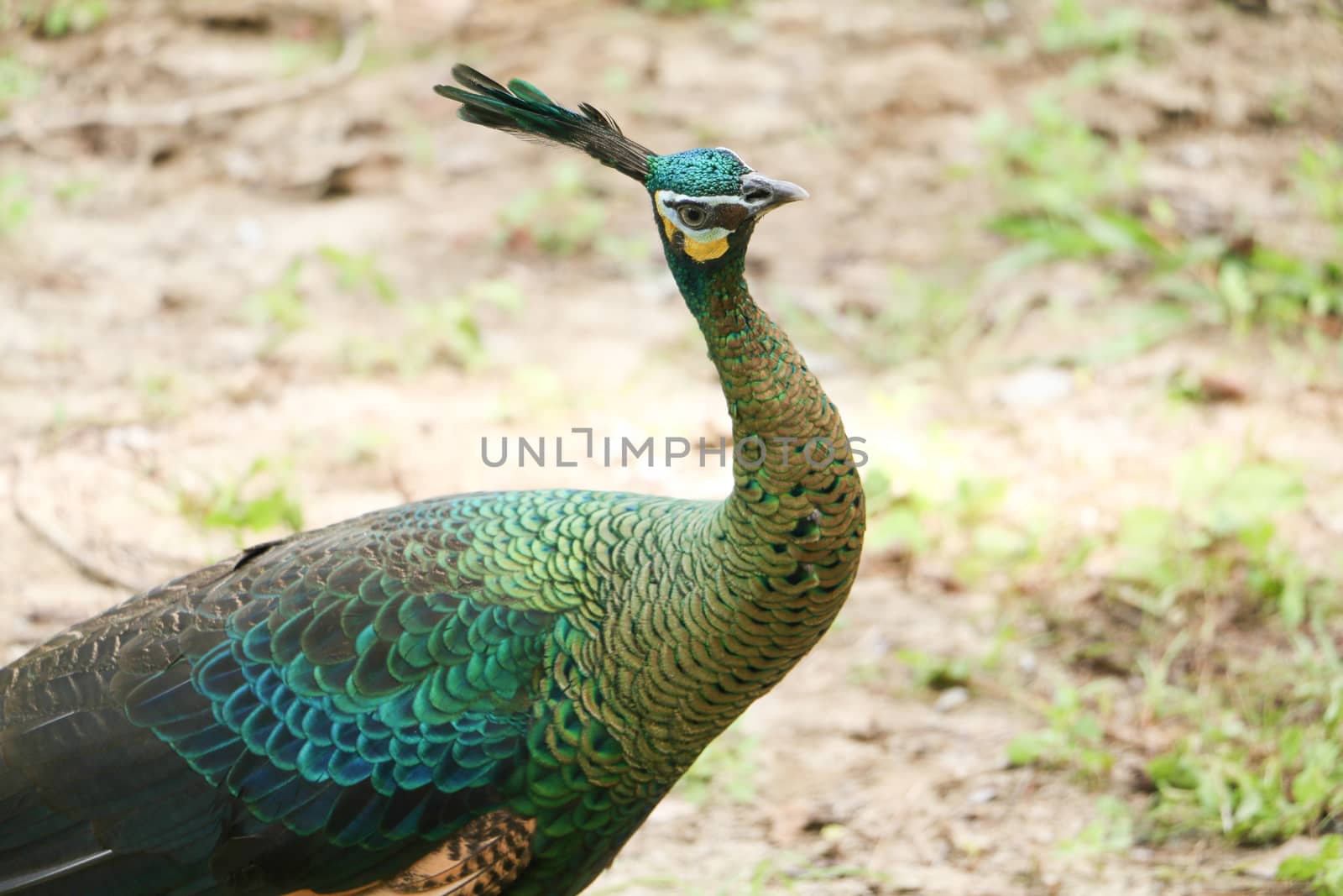 Green peafowl are large birds, amongst the largest living galliforms in terms of overall size
