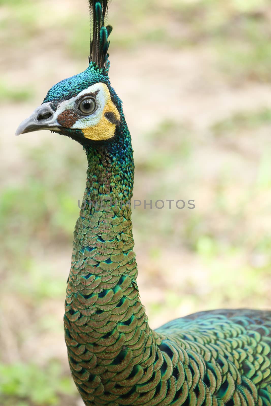 Green peafowl are large birds, amongst the largest living galliforms in terms of overall size