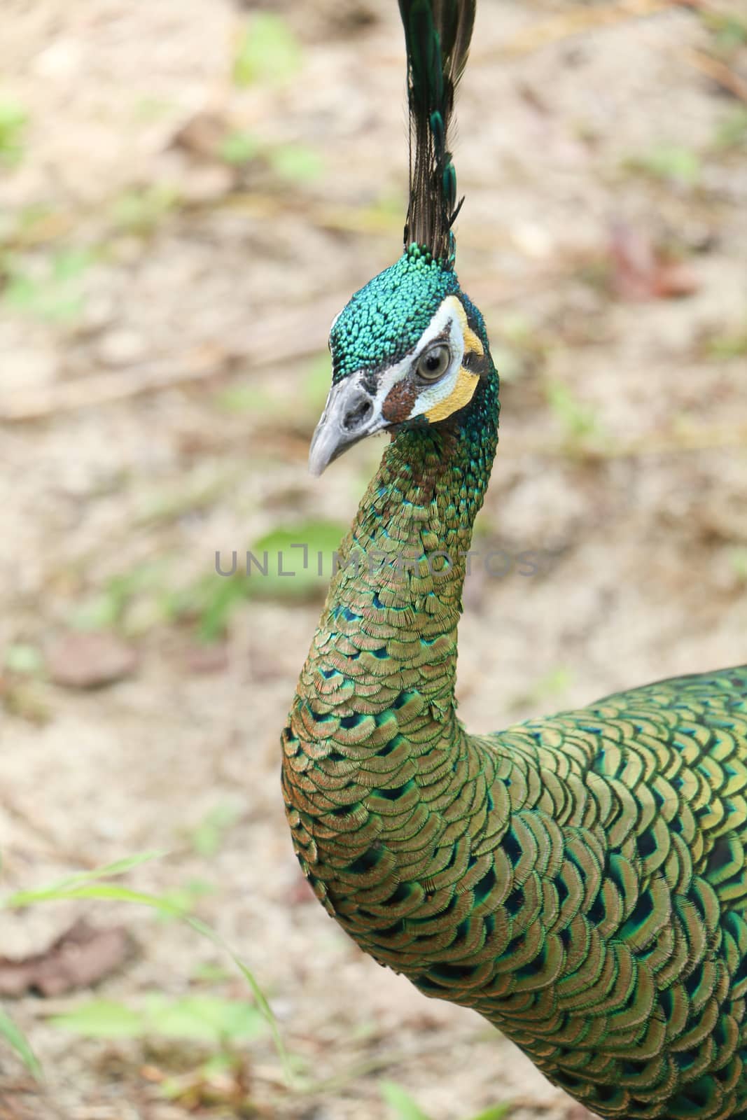 Green peafowl are large birds, amongst the largest living galliforms in terms of overall size
