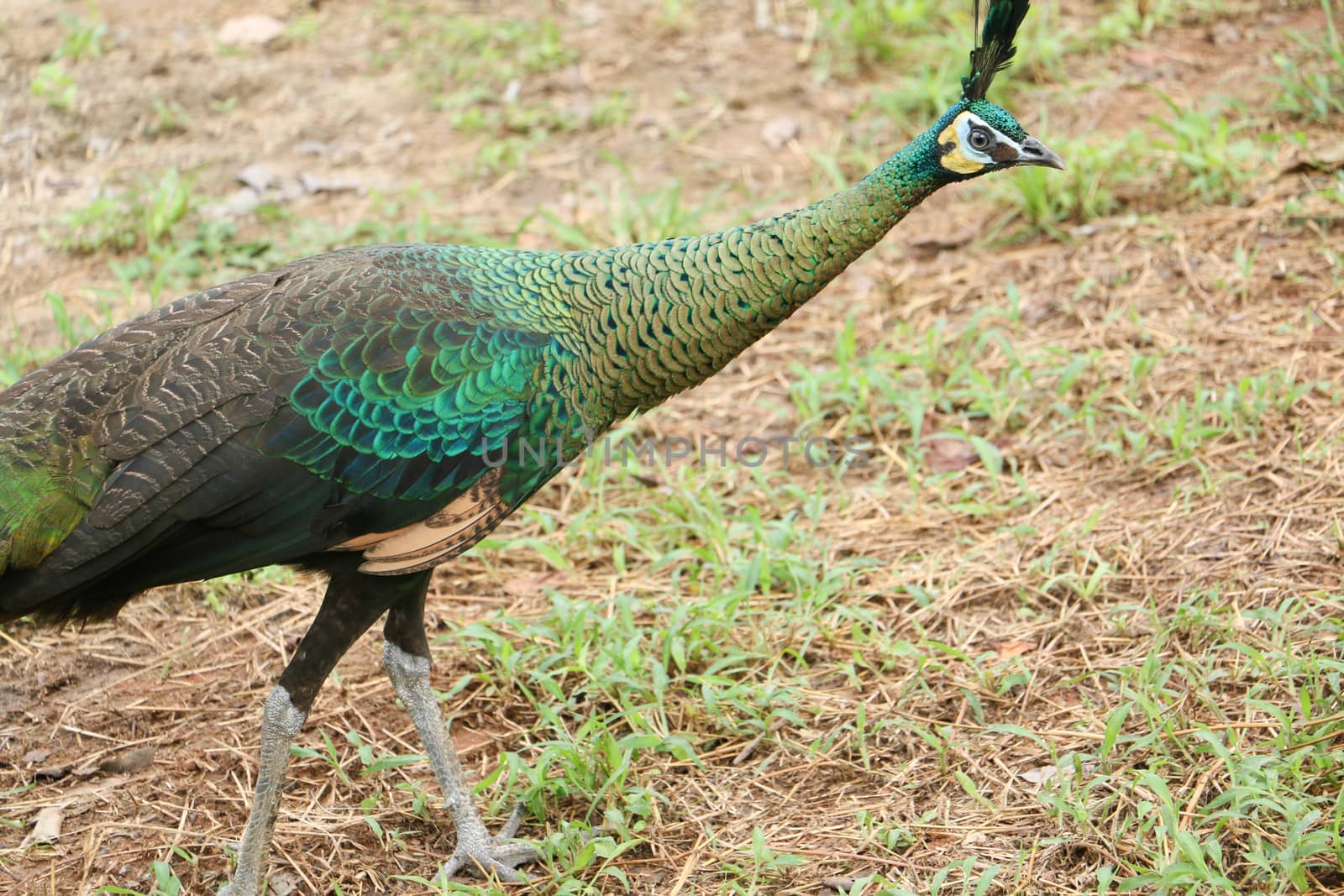 Green peafowl are large birds, amongst the largest living galliforms in terms of overall size