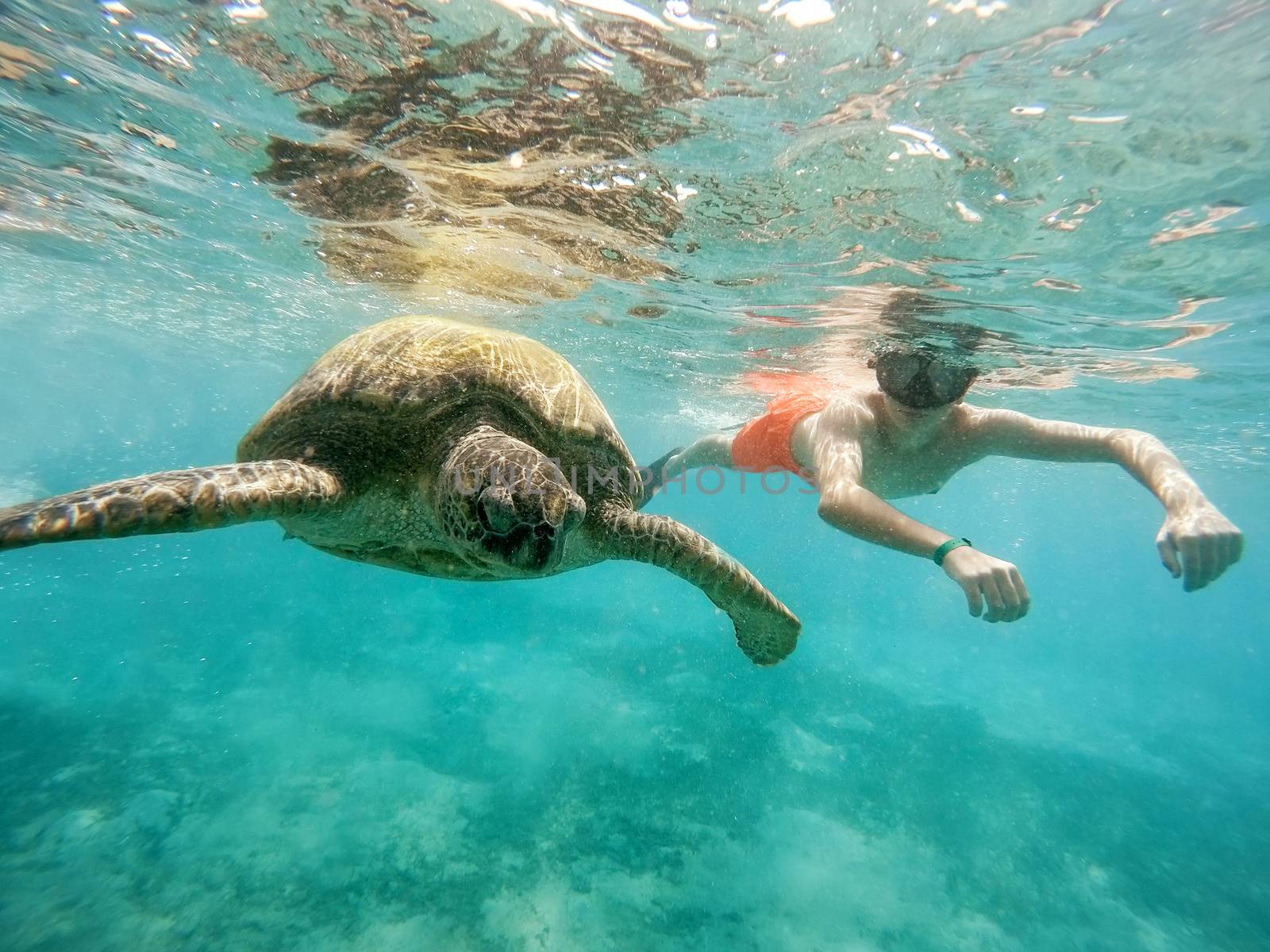 Young boy snorkel synchronous swim with big adult green sea turtle (chelonia mydas) in exotic tropics paradise. Marsa Alam, Egypt. Summer holiday vacation concept