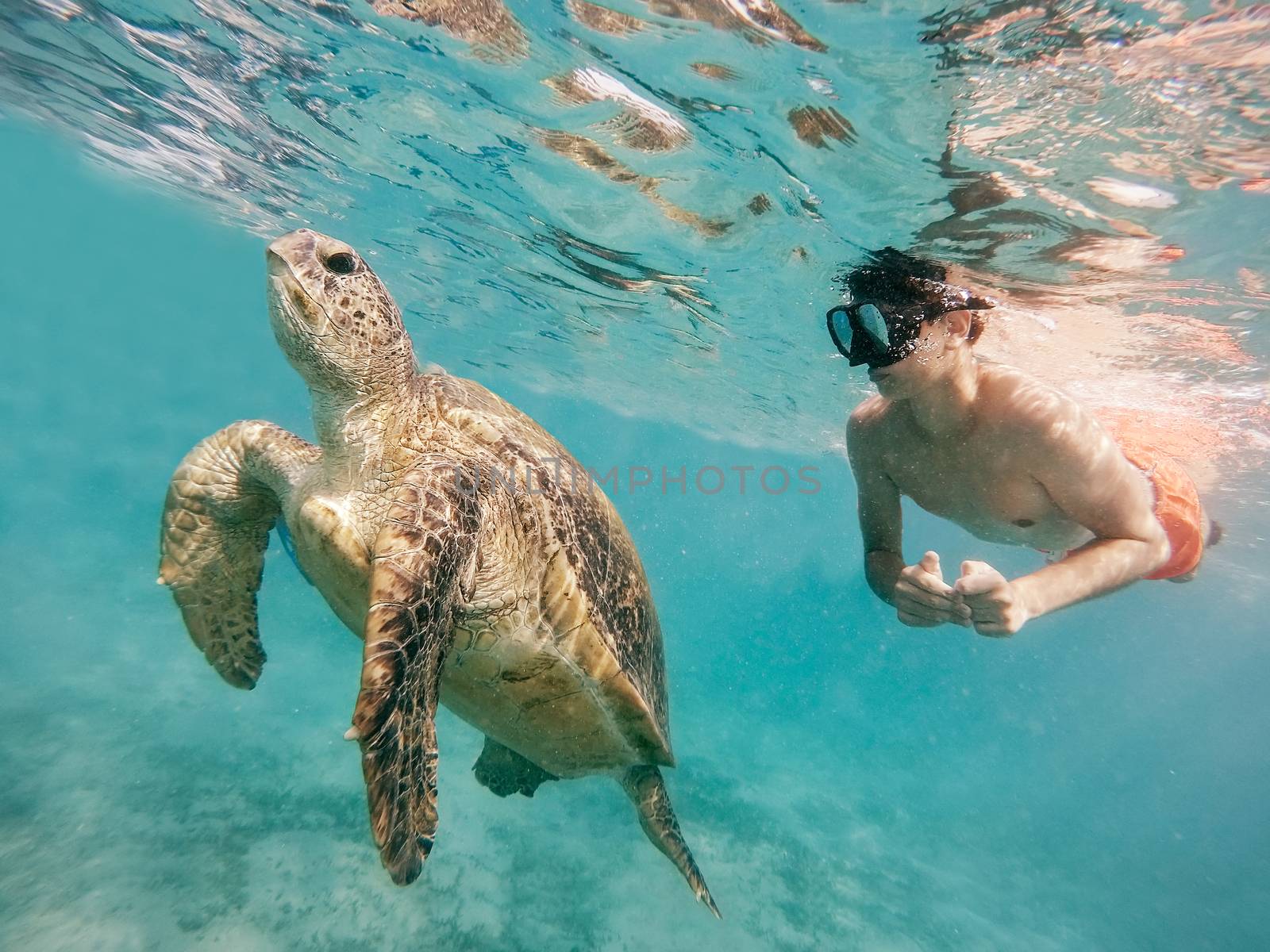 Young boy snorkel synchronous swim with big adult green sea turtle (chelonia mydas) in exotic tropics paradise. Marsa Alam, Egypt. Summer holiday vacation concept