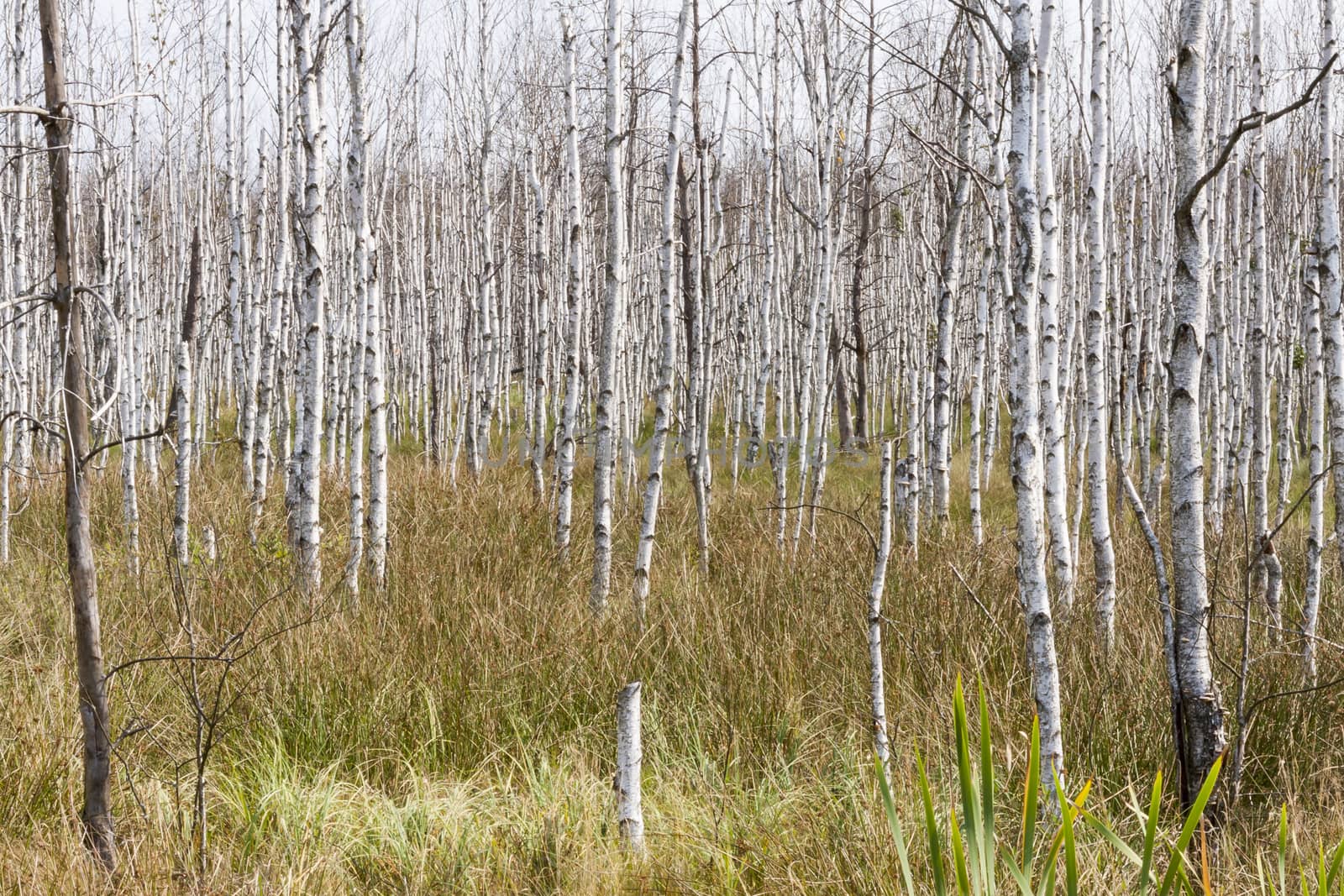 Birch background by parys