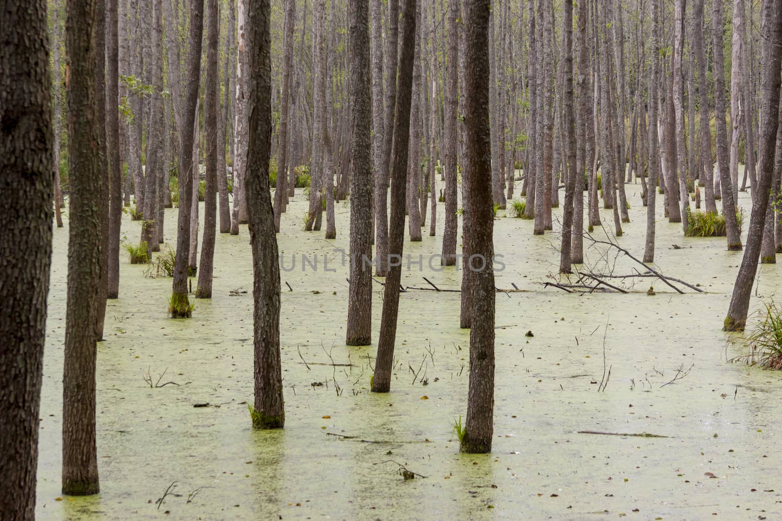 Green wet swamp by parys