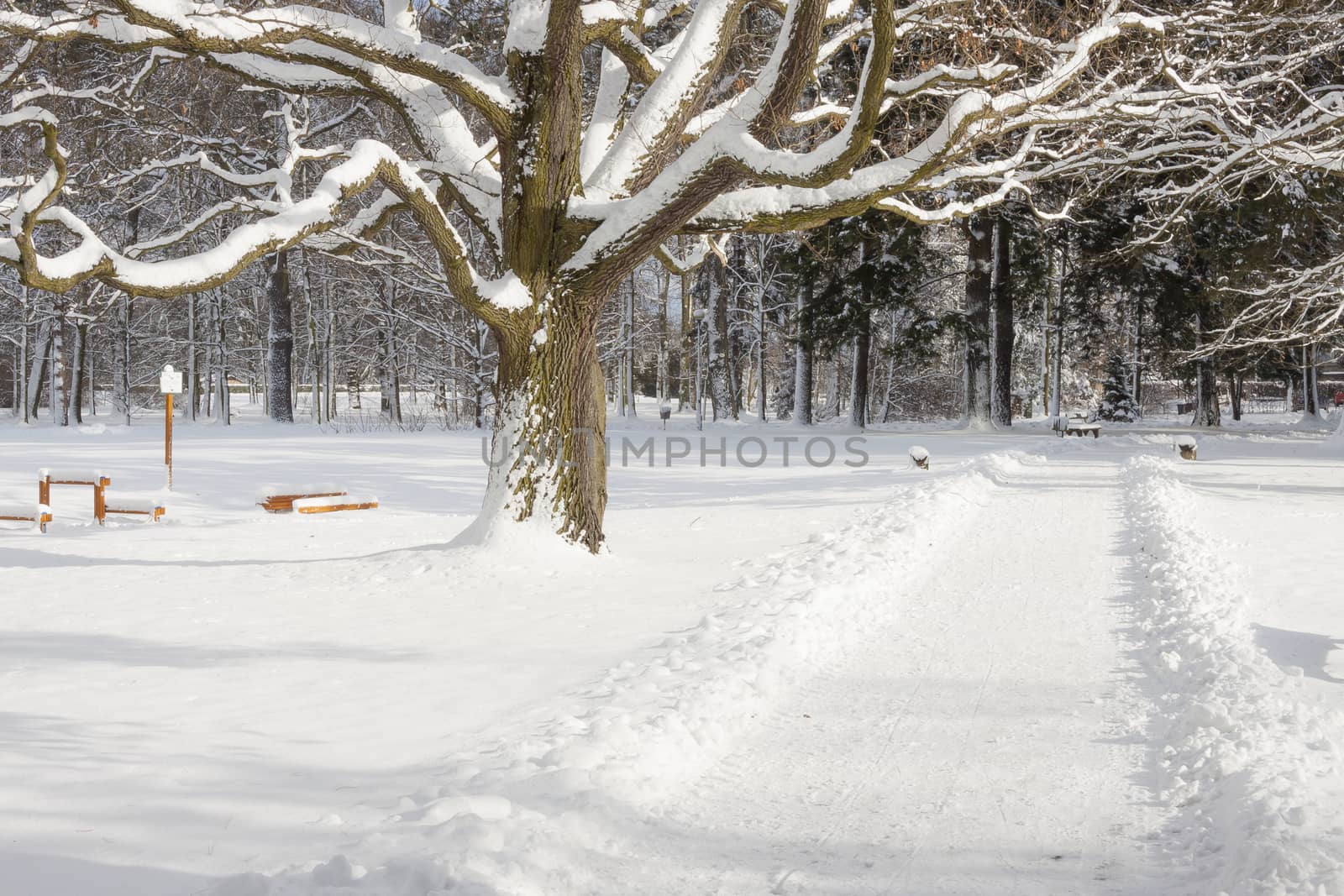 Winter landscape - Swierklaniec, park. Poland. by parys