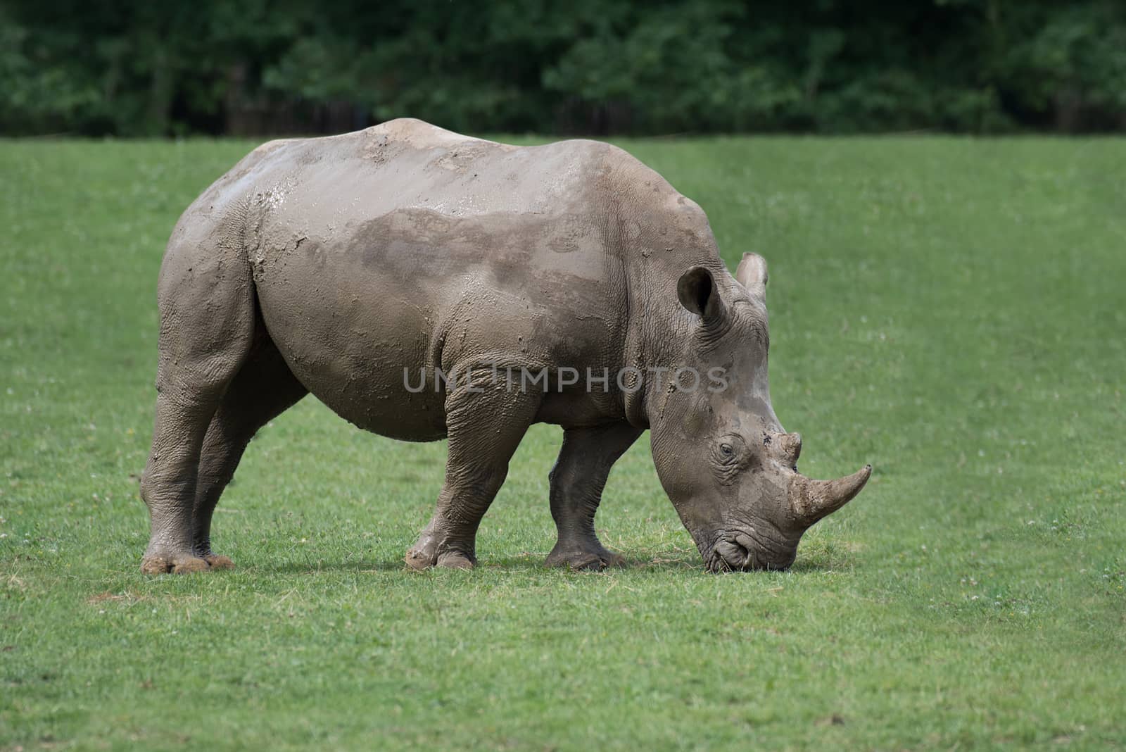 Grazing rhino by alan_tunnicliffe