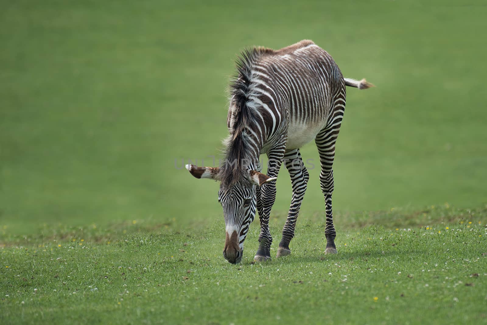 An isolated zebra on grass grazing with its head down eating
