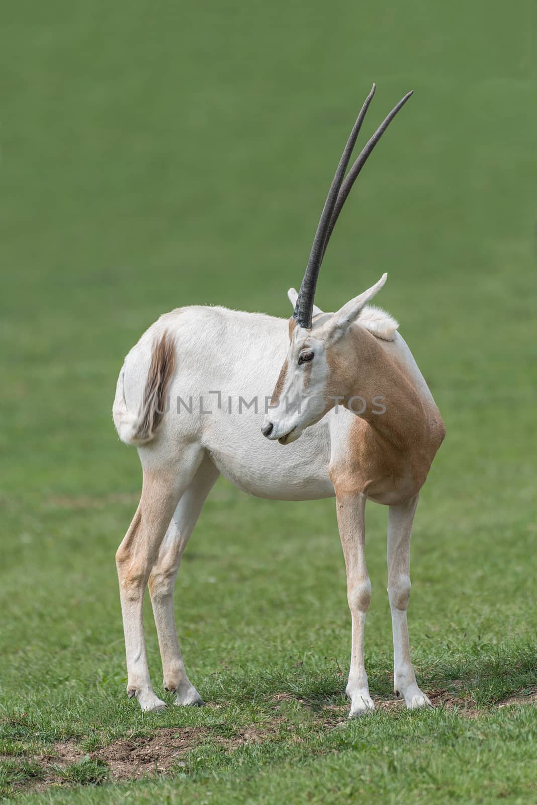 Scimitar oryx by alan_tunnicliffe