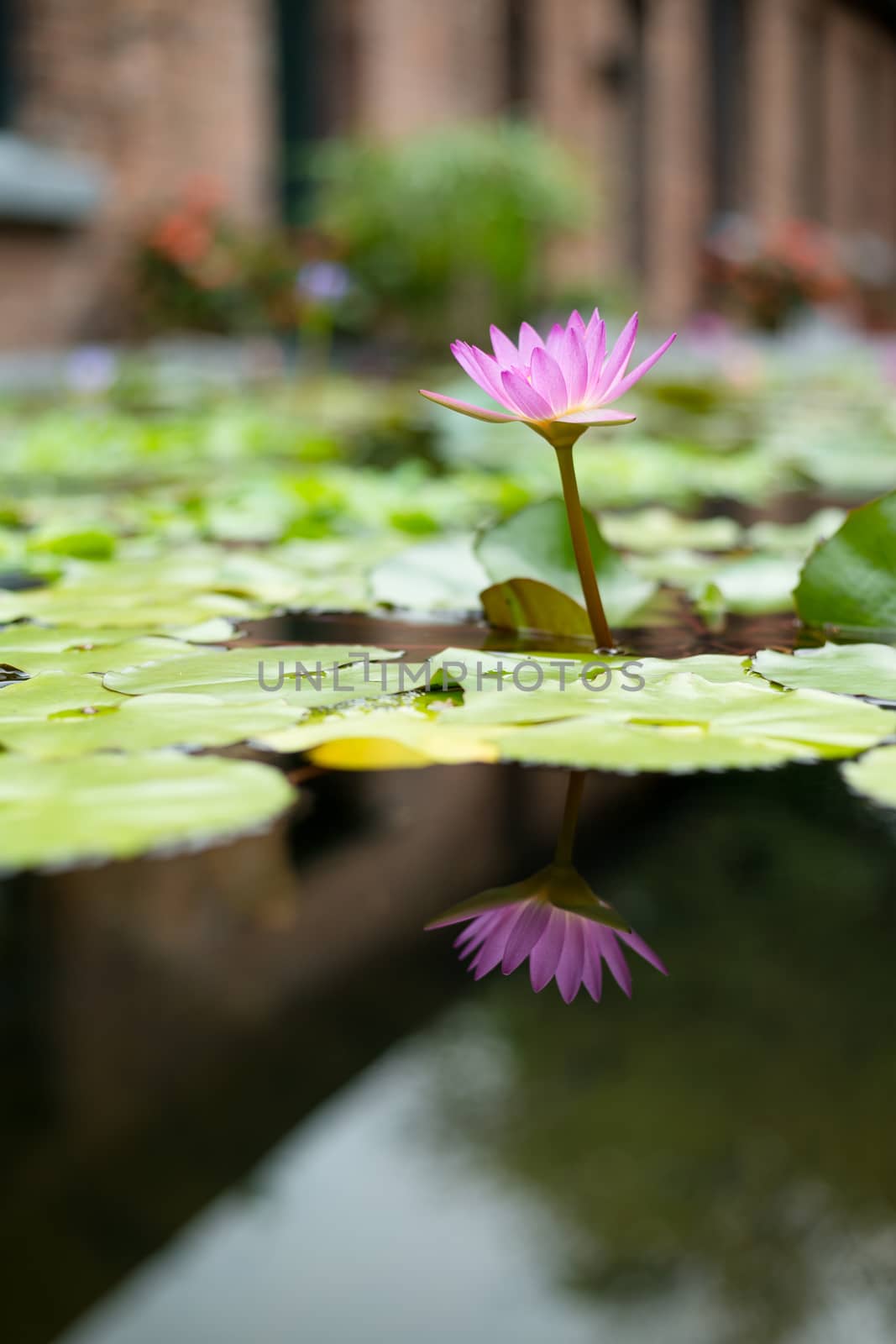 Water Lily with flower