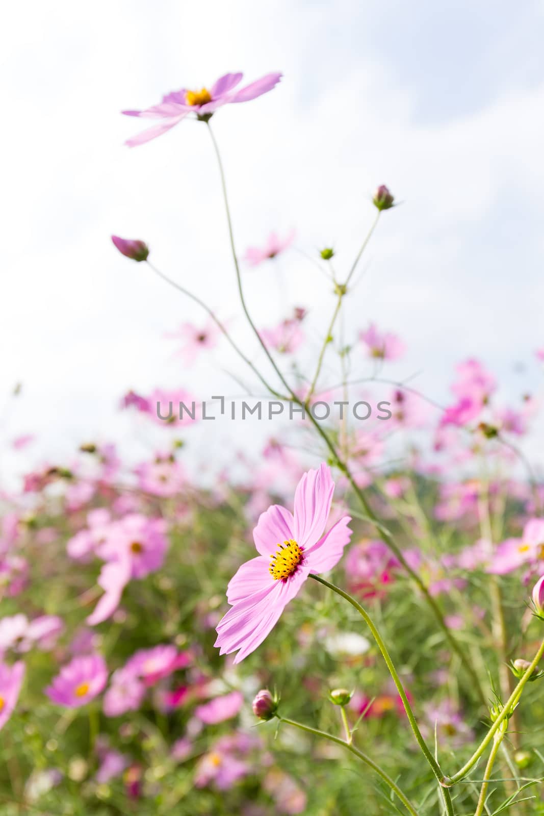 Cosmos flowers blooming in the garden by leungchopan