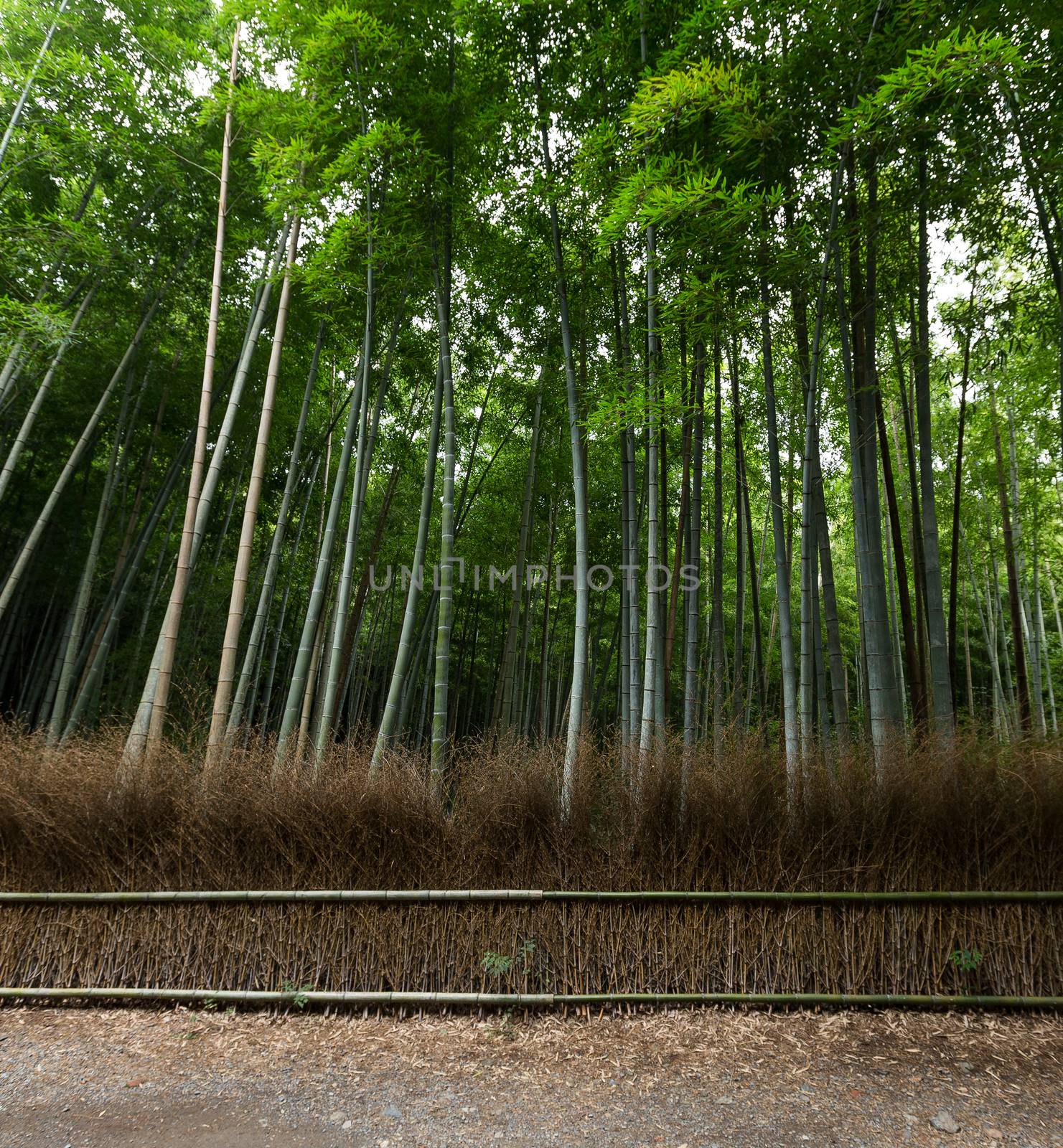 Bamboo trees and walkway by leungchopan