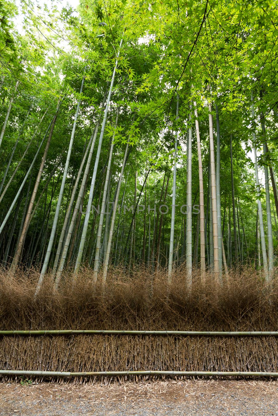 Green Bamboo forest in Kyoto by leungchopan